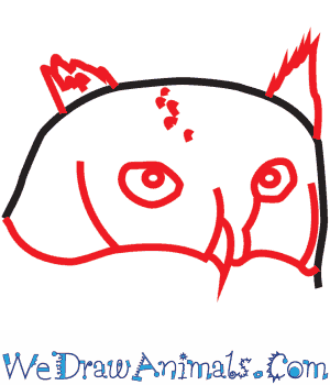 300x350 How To Draw A Little Owl