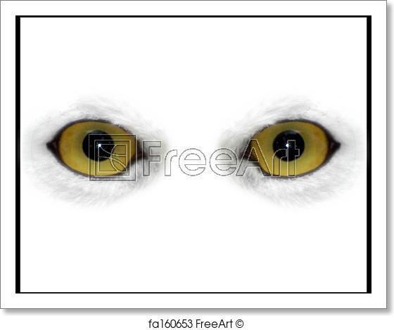 560x470 Free Art Print Of Owl Eyes Owl Eyes On White Background Freeart