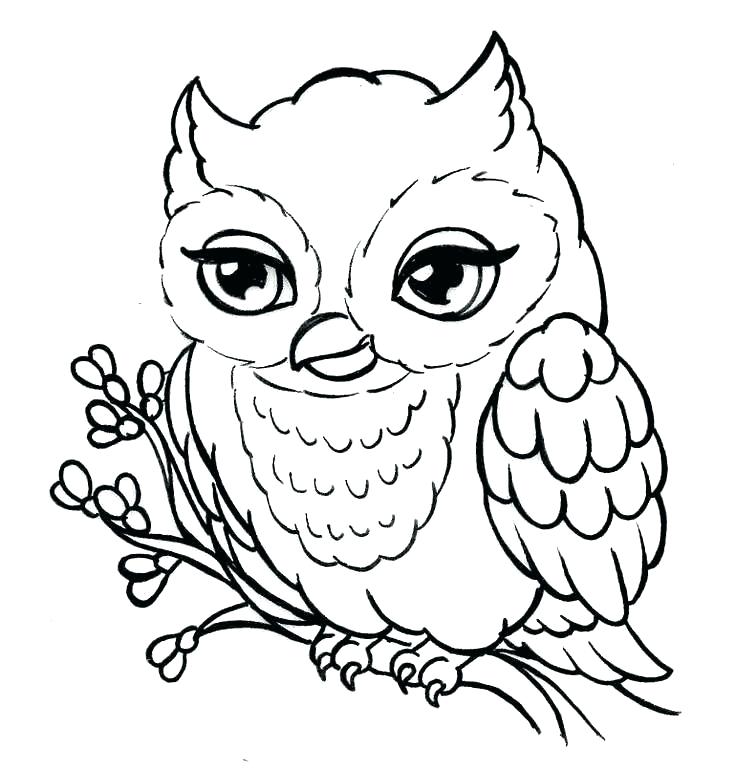736x769 Owl Drawing Outline