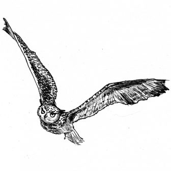 336x336 Barn Owl Pencil Sketches Ink Drawing Step Flying Face Easy