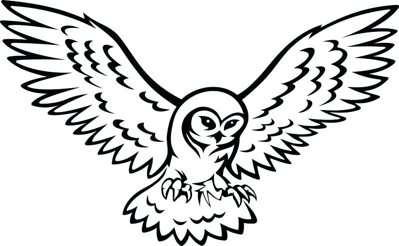 800x494 Owl Drawing Outline How To Draw An Central With Face Snowy