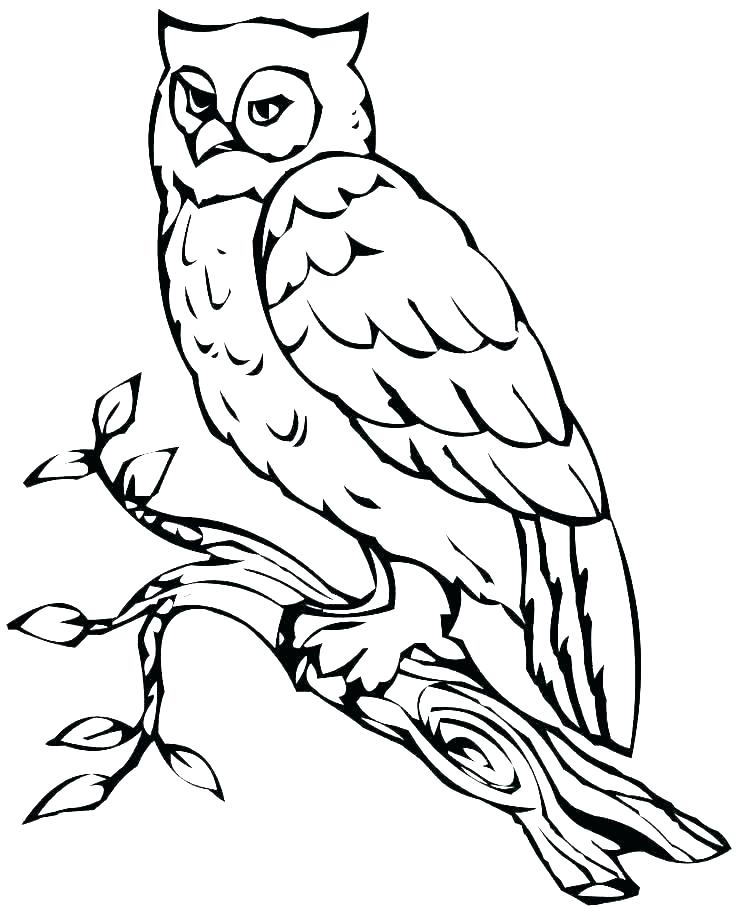 736x908 Owl Drawing Outline