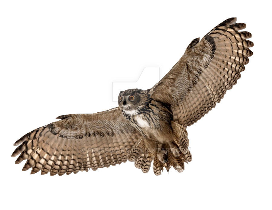 900x695 Flying Owl Transparent Png Clipart Free Download
