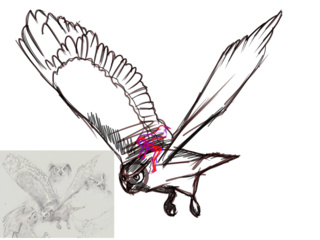 320x240 Flying Drawings On Paigeeworld Pictures Of Flying