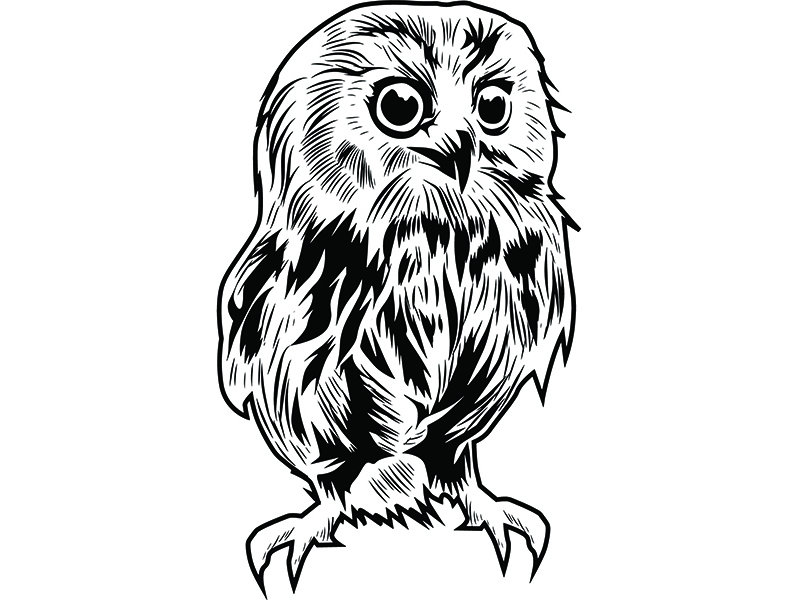 798x600 Owl Bird Head Face Wildlife Hoot Hooter Nature Nocturnal Etsy