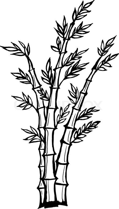 456x800 Cartoon Bamboo Tree Drawing Stock Vector Of 'hand Drawn, Vector