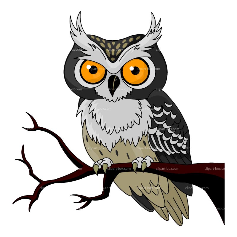 800x800 Cartoon Owl Clipart Owl Cartoon Free Vector Design Woodland