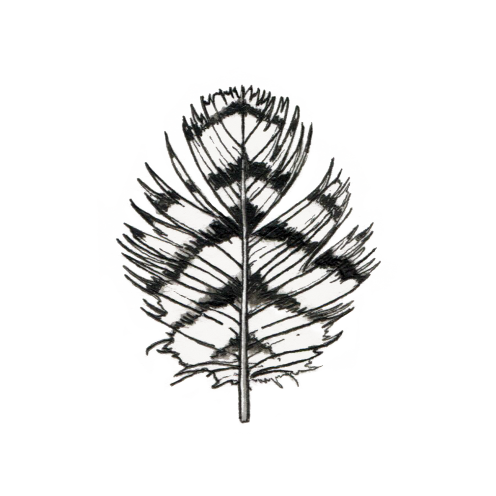 2048x2048 Drawing Feather Owl Transparent Png Clipart Free Download