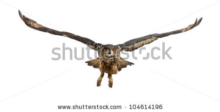 450x229 Flying Owl Drawing