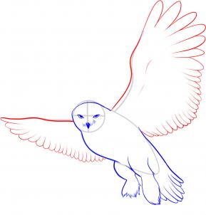 289x302 How To Draw A Snowy Owl, Step