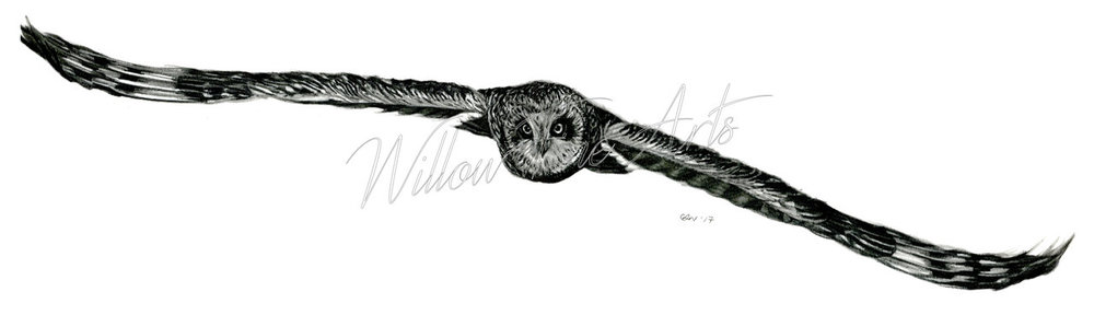 1000x288 Owl In Flight