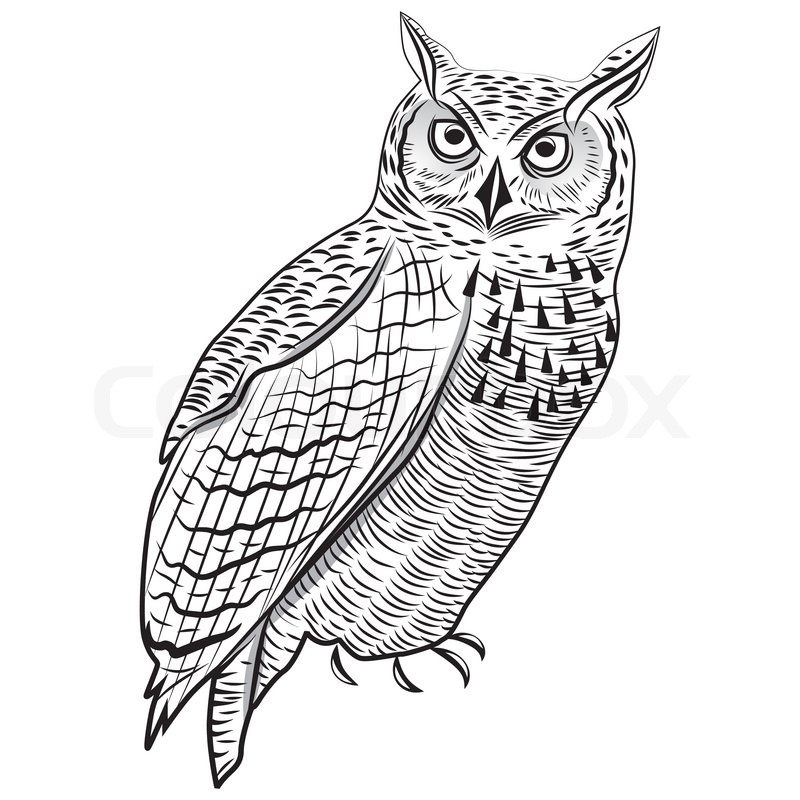 800x800 Wings Drawing Great Horned Owl For Free Download