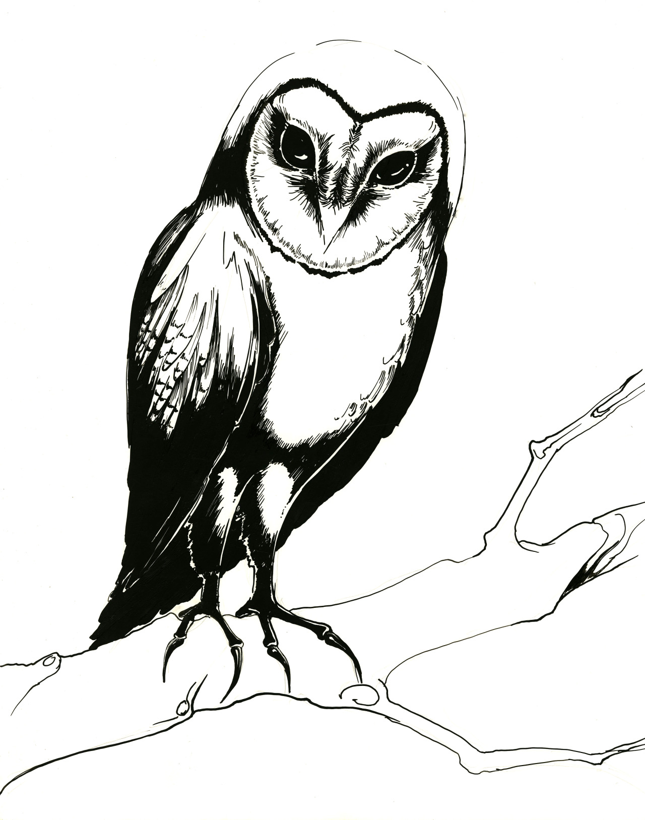1280x1627 Scientific Illustration Mirandamontes Barn Owl Ink On Clay