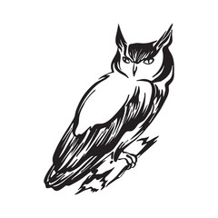 240x240 Search Photos Owl