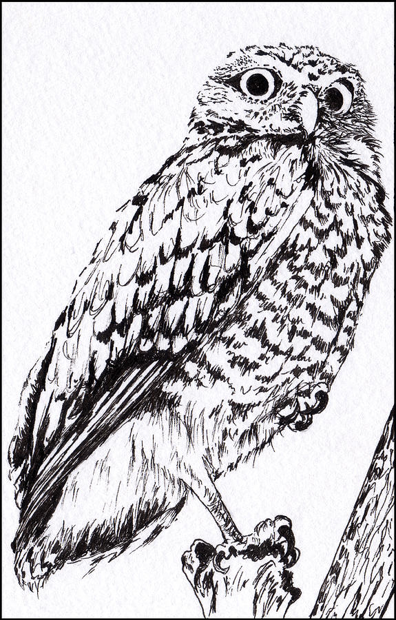 575x900 Surprised Owl Print Painting