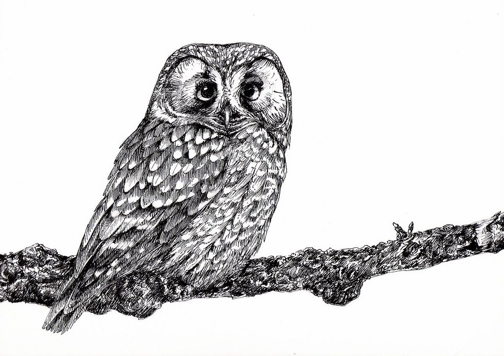 1024x724 Boreal Owl Aegolius Funereus Ink Emilia Zeslawska