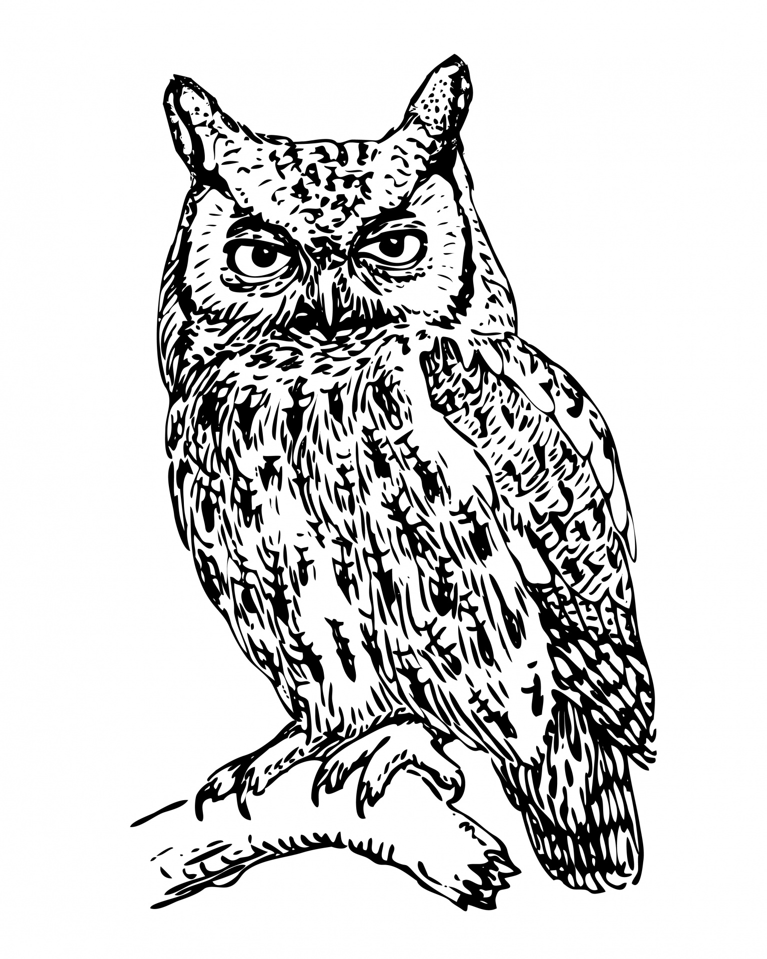 1535x1920 Owl,screech Owl,bird,animal,line Art