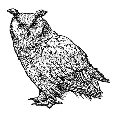 400x394 Owl Illustration, Drawing, Engraving, Ink, Line Art, Vector Buy