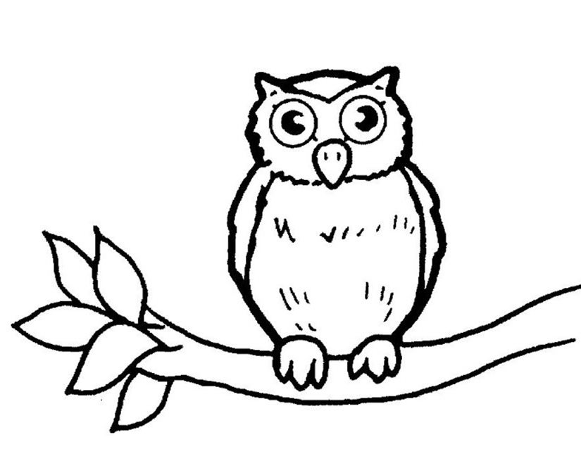 825x638 Owl