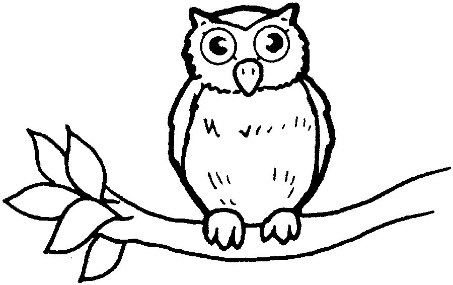 Owl On Branch Drawing | Free download on ClipArtMag