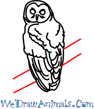 300x350 How To Draw A Spotted Owl
