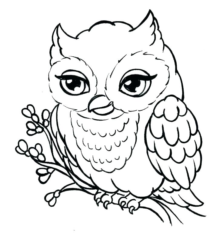 736x769 Owl Outline Drawing Simple Owl Outline Drawing