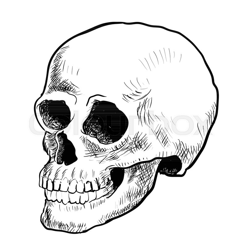 800x800 Illustration Skull Sketching Style Stock Vector Colourbox