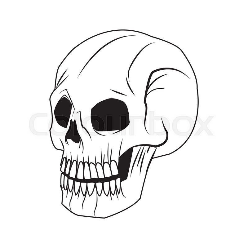 800x800 Skeleton Of The Human Head, Vintage Stock Vector Colourbox