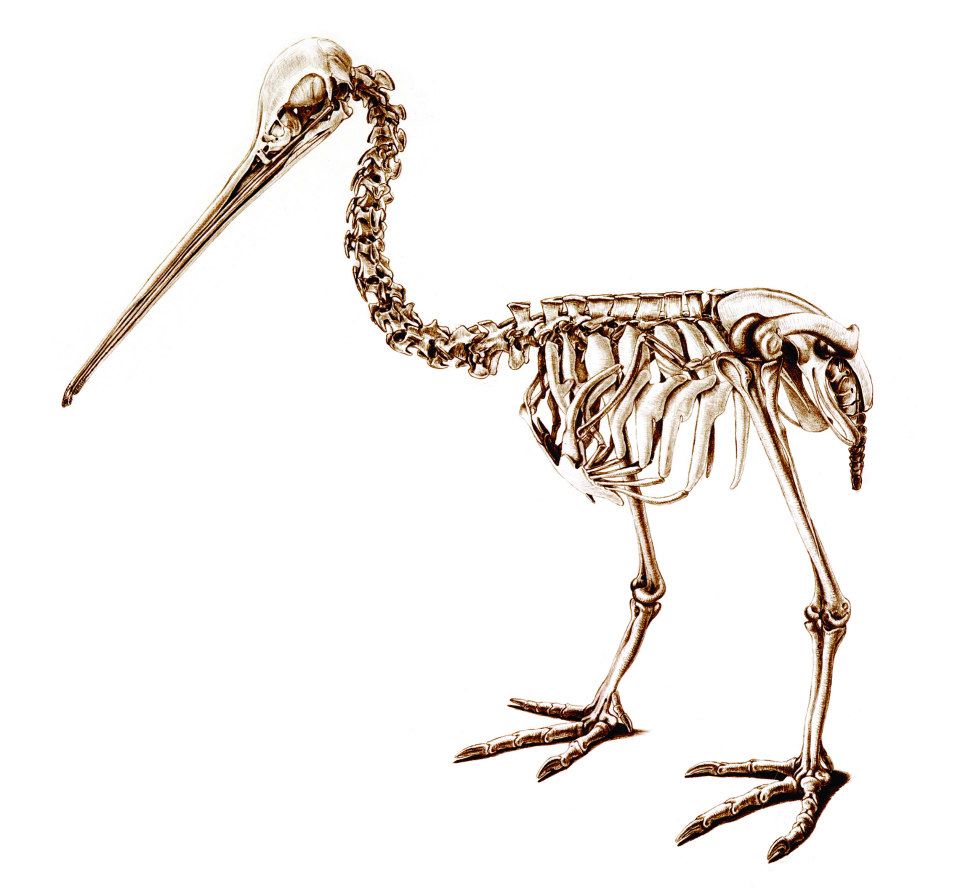 960x895 The Unfeathered Bird A Review Biology Curator