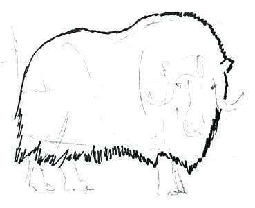 369x300 How To Draw A Musk Ox Musk Ox Drawing For Arctic Animals