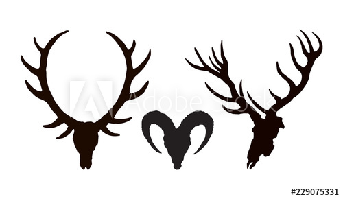 500x290 Skull Of Ox Vector Drawing