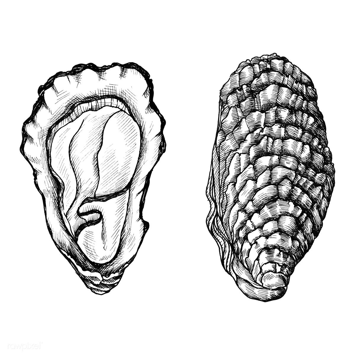 1200x1200 Hand Drawn Oyster Salt Water Bivalve Premium Image