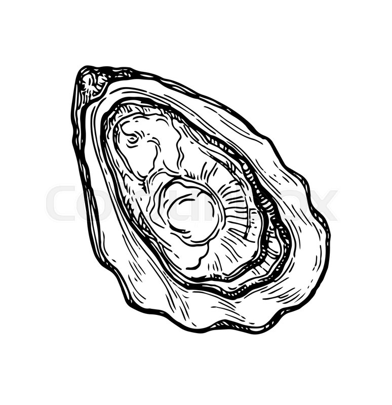 774x800 Oyster Ink Sketch Isolated On White Stock Vector Colourbox