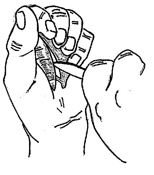 509x577 how to perfectly shuck an oyster taylor shellfish farms, seattle wa