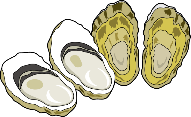 635x388 Collection Of Free Pearl Vector Oyster Download On Ui Ex
