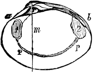 320x249 Oyster Clipart Etc