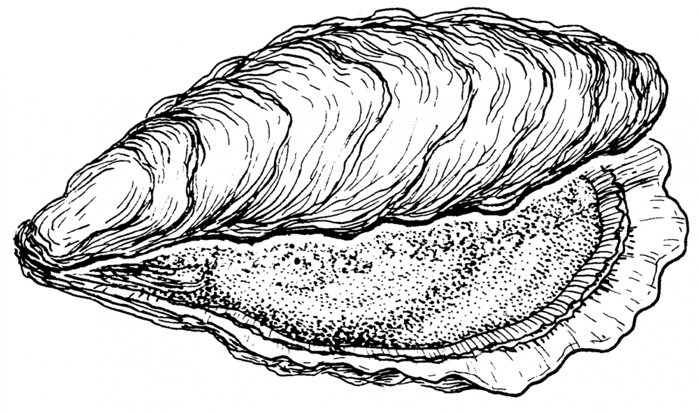 1000x592 seashell drawing shellfish for free download