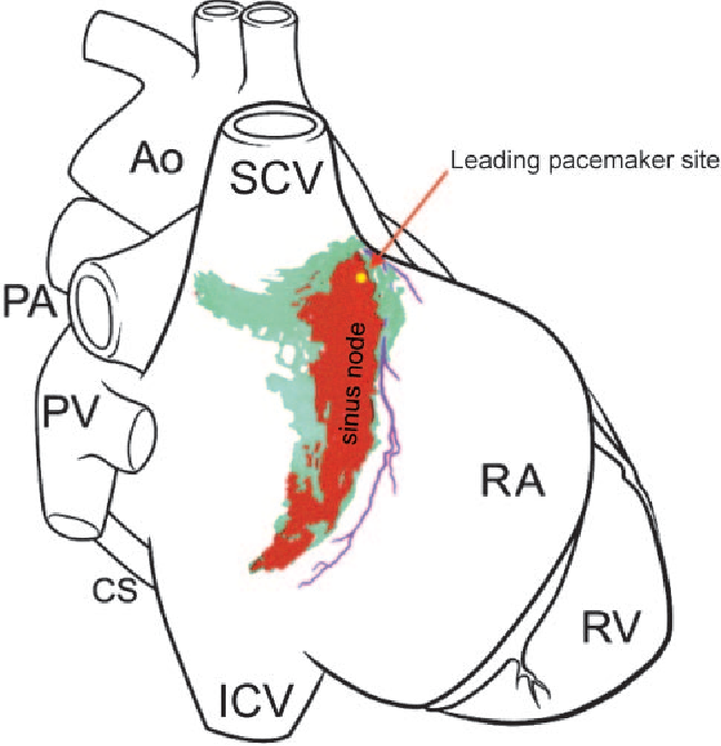 648x670 New Insights Into Pacemaker Activity Promoting Understanding