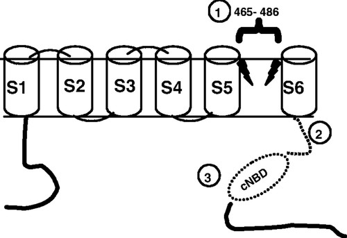 500x343 point mutation in the cardiac ion channel pore affecting