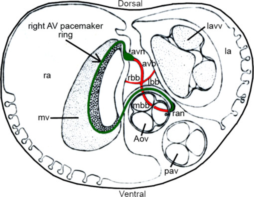 850x662 Schematic Diagram Showing The Location Of The Right