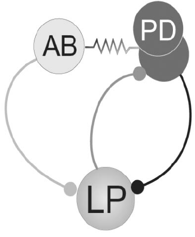 380x463 The Pacemaker