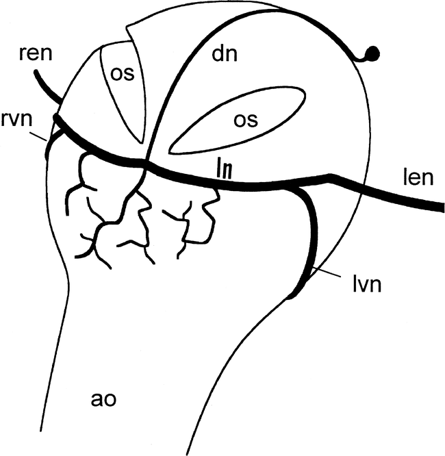 650x666 cardiac nervous system in the ostracod crustacean vargula hilgendorfii