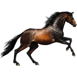 300x300 Fallen Red, Pferd Hannoveraner Dunkelfuchs