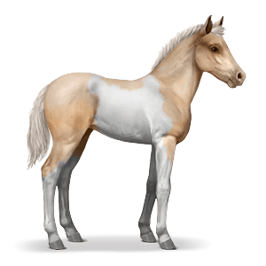 300x300 N Foal Paint Horse Palomino Tobiano