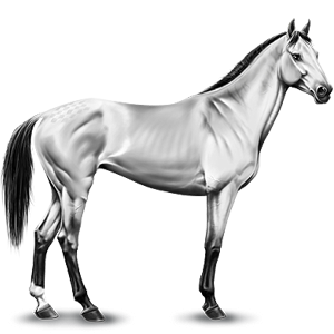 300x300 Royal English, Riding Horse Paint Horse Dark Bay Tobiano