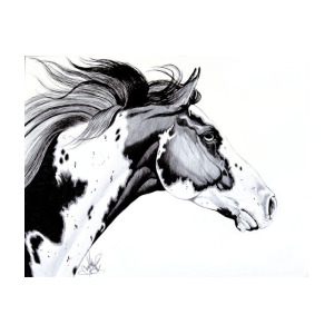 300x300 american paint reining horse art print