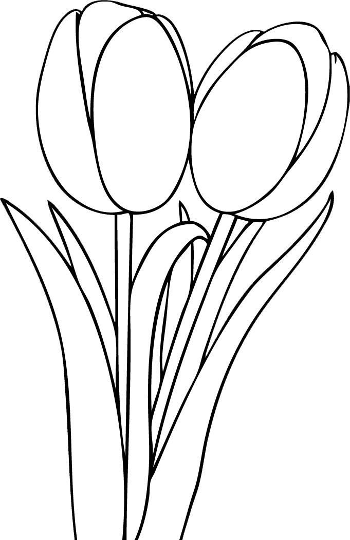 681x1052 Pair Of Tulips Tattoo Tattoos Of Clouds Tulip Drawing