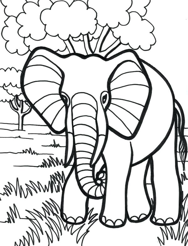 600x786 Paisley Elephant Coloring Pages In The Jungle