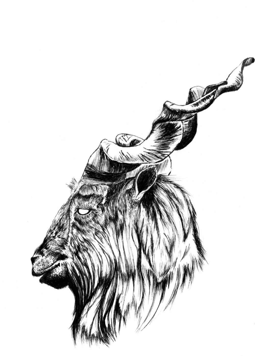 1000x1392 Markhor Illustration Goats Art, Drawings, Moose Art