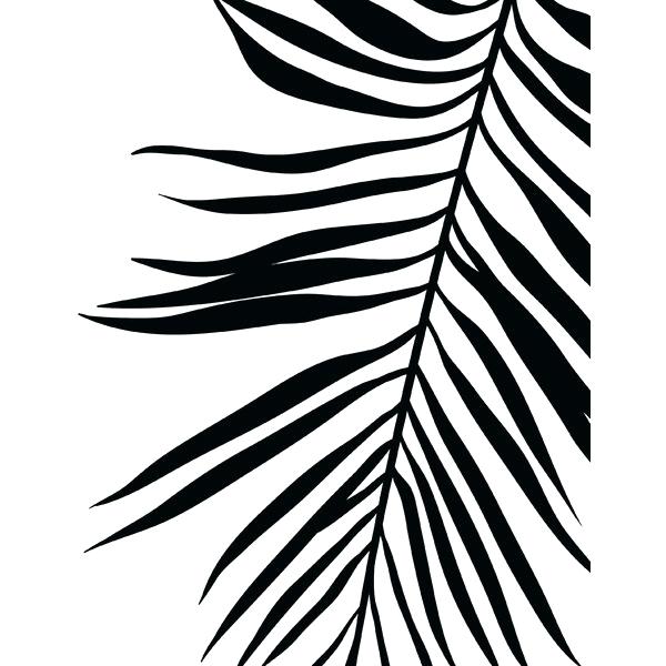600x600 How To Draw Palm Leaves Coconut Palm Tree Leaf Picture Hand Drawn